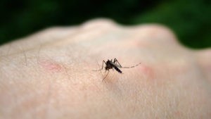 642x361-Chikungunya-BODY