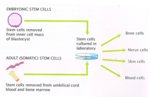 embryonic_adult_stem-cells2